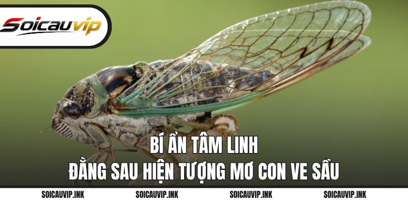 Bí ẩn tâm linh đằng sau hiện tượng mơ con ve sầu