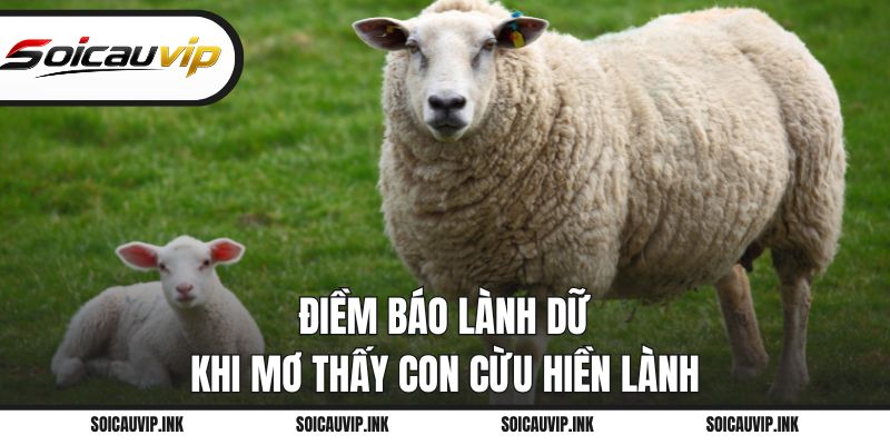 Điềm báo lành dữ khi mơ thấy con cừu hiền lành