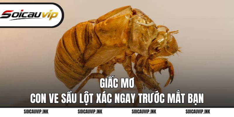 Giấc mơ con ve sầu lột xác ngay trước mắt bạn