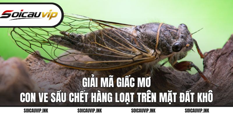 Giải mã giấc mơ con ve sầu chết hàng loạt trên mặt đất khô
