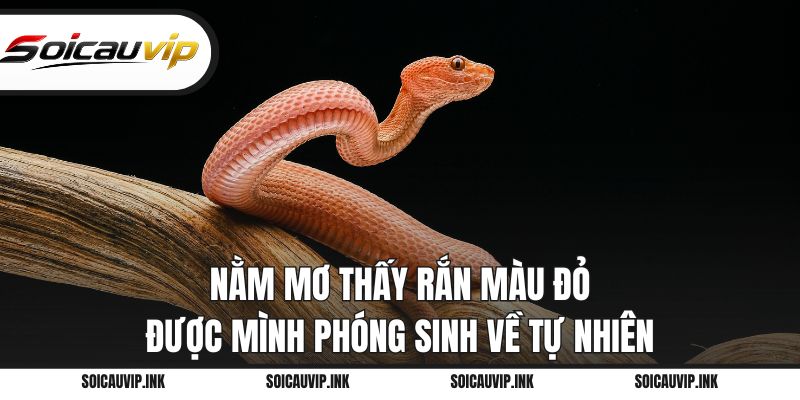 Nằm mơ thấy rắn màu đỏ được mình phóng sinh về tự nhiên