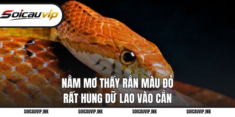 Nằm mơ thấy rắn màu đỏ rất hung dữ lao vào cắn
