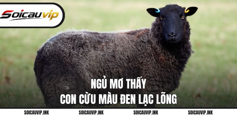 Điềm báo khi mơ thấy con cừu màu đen lạc lõng
