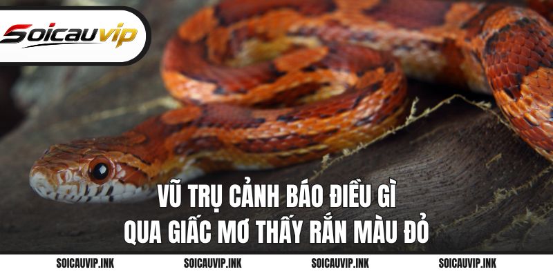Vũ trụ cảnh báo điều gì qua giấc mơ thấy rắn màu đỏ